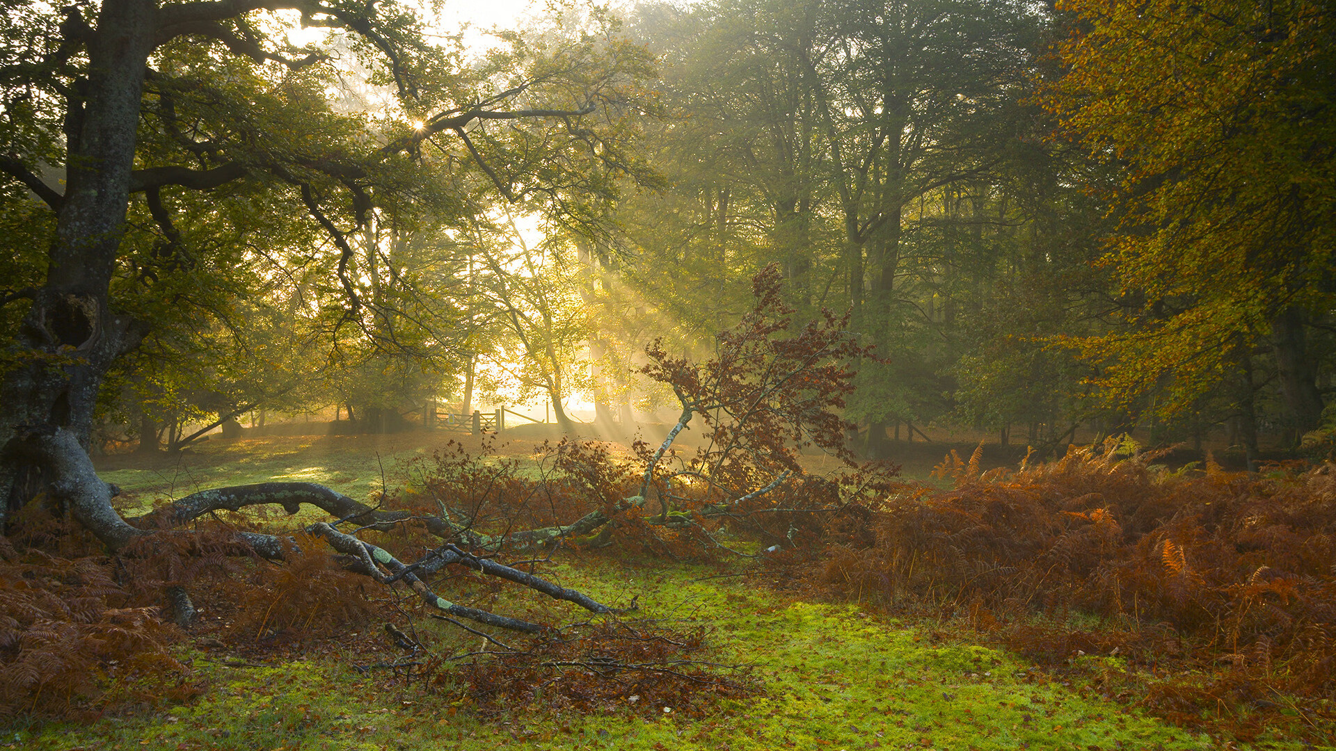 _国际战队赛:多国联军攻城略地_,国际联军组成