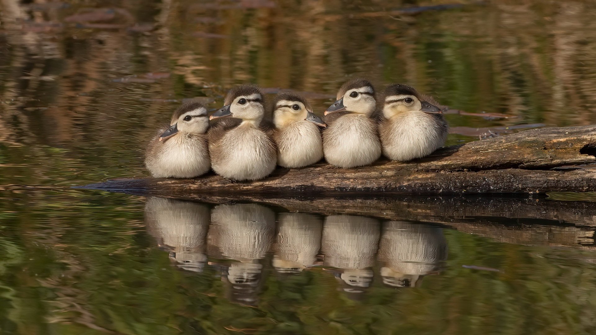_开拓者全力以赴，挑战联盟霸主_，开拓者团队官网