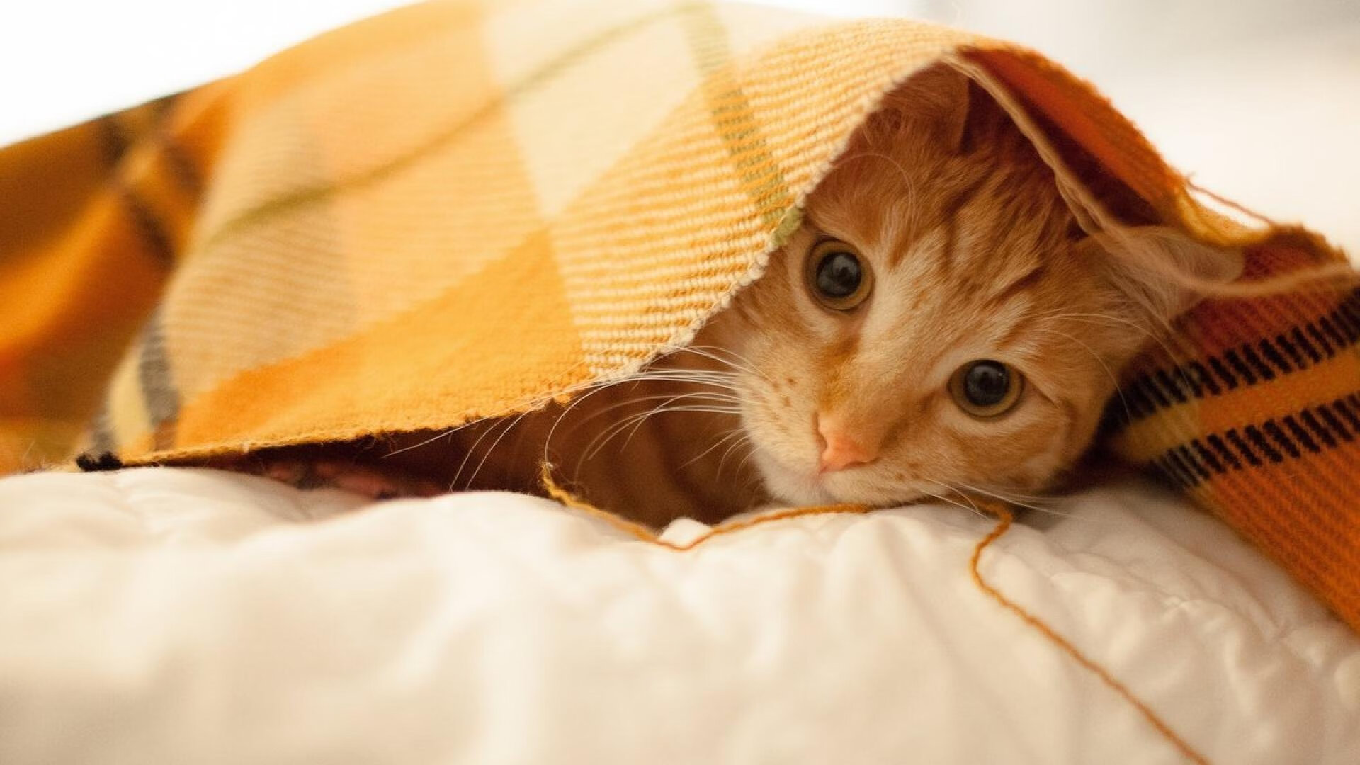 开云下载-_虚拟赛车模拟：沉浸式极速体验_，虚拟赛车动画片