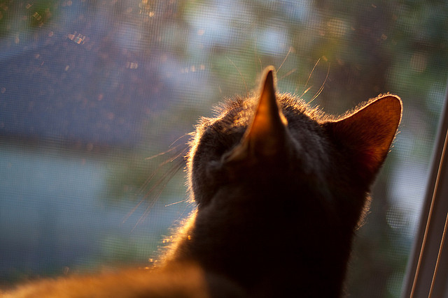 _网球教练的秘密武器：专业技巧他一一揭秘_，网球教练视频教程