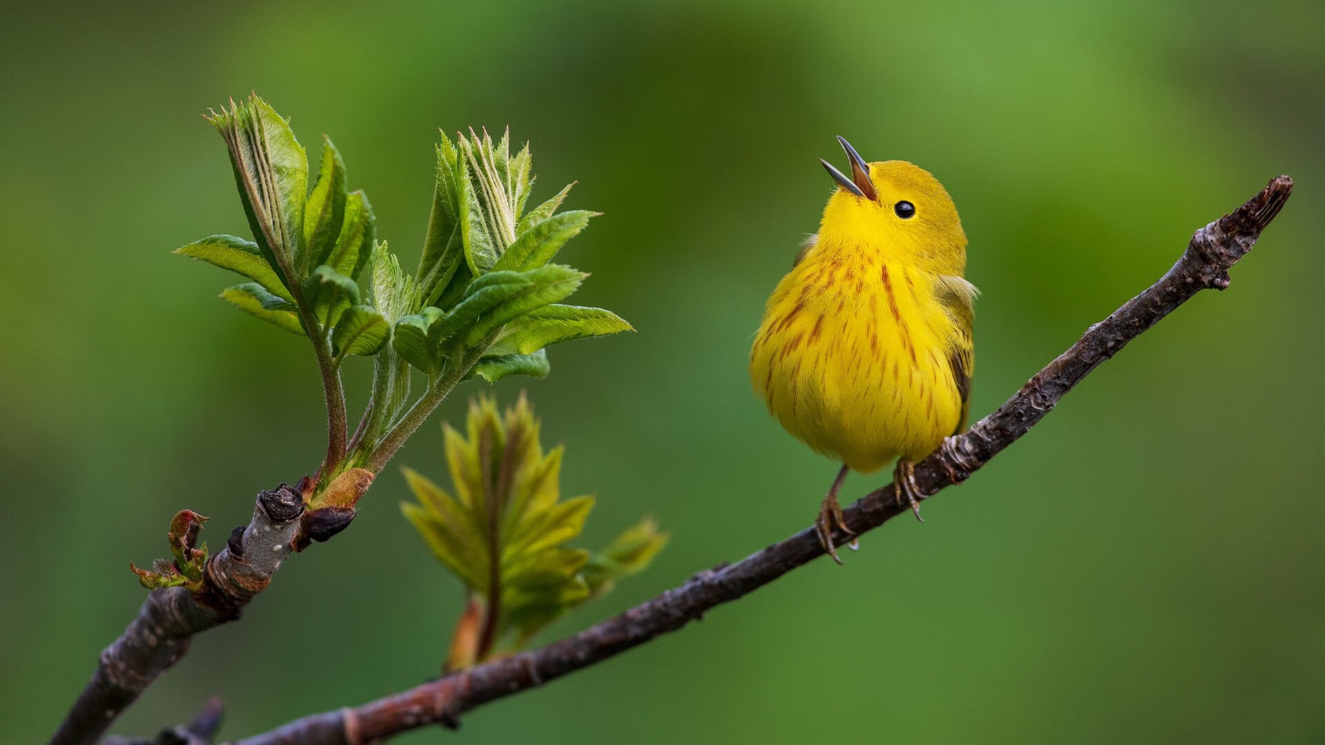 “法甲新贵崛起，迎来冲击豪门的最佳时机”，法甲新logo