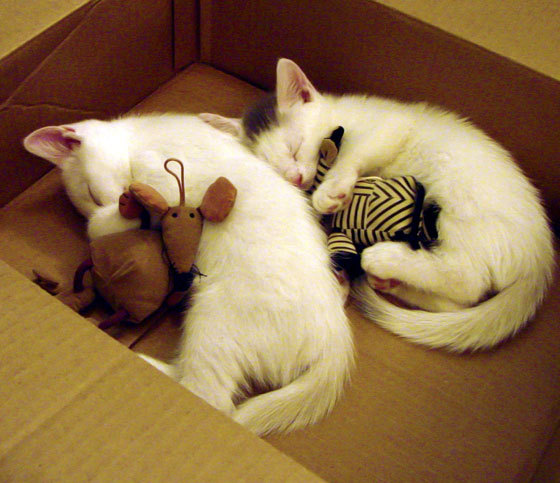 “梦想启航”青少年篮球夏令营在湖南火热进行中，2020年湖南青少年篮球锦标赛