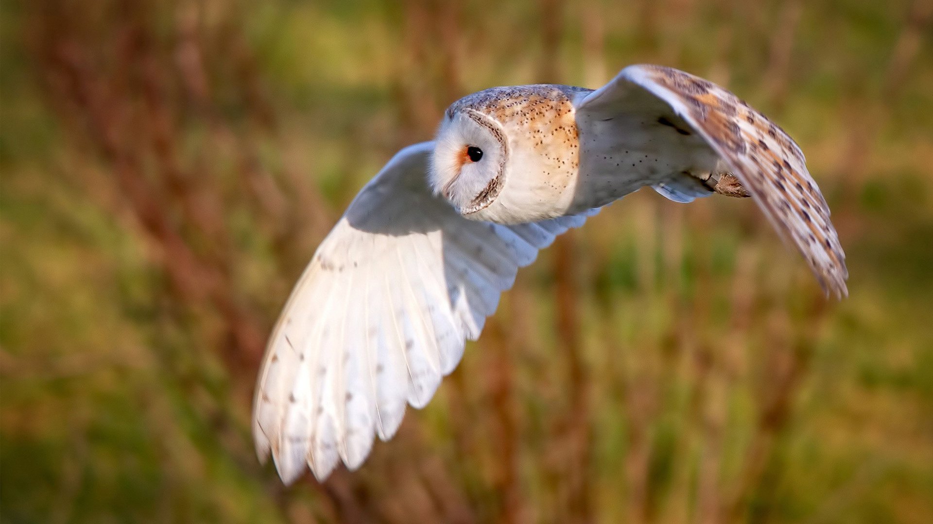“球迷票选:本赛季最惊心动魄的比赛回顾”,最精彩的球赛凭空消失