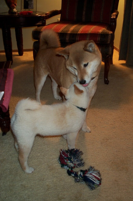 《CS_GO全球巡回大奖赛,总奖金高达千万美元》,csgo全球总决赛历届冠军