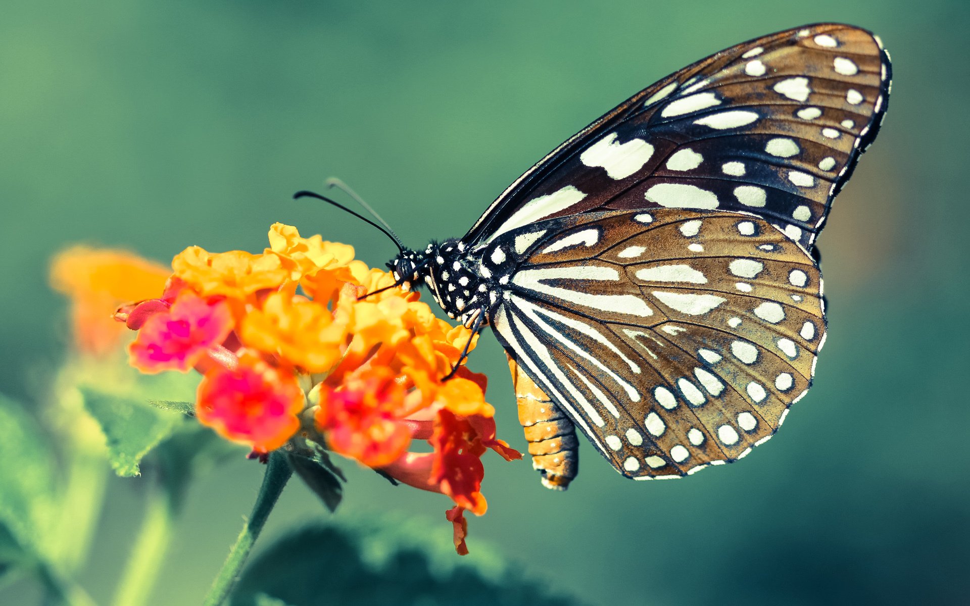开云娱乐app安全登录-《王者荣耀年度总决赛，LPL战队全线强势夺冠》，王者荣耀总决赛2021队伍