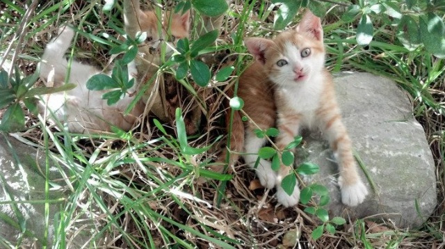 世界马拉松大满贯赛事中国跑者表现亮眼,世界马拉松大满贯冠军