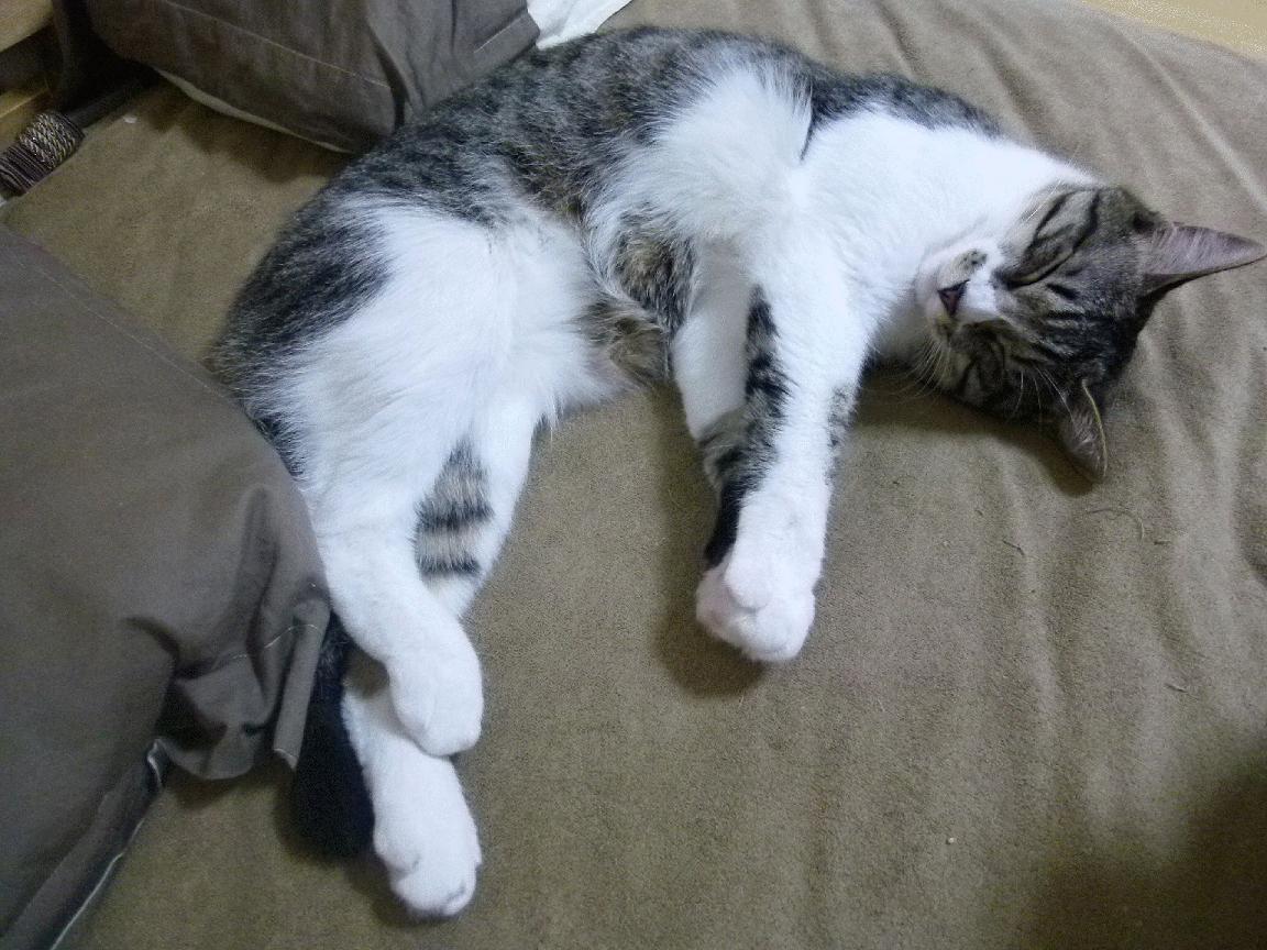 中国篮球与国际交流合作日益频繁,增强国家影响力,新华社_中国篮球与中国足球