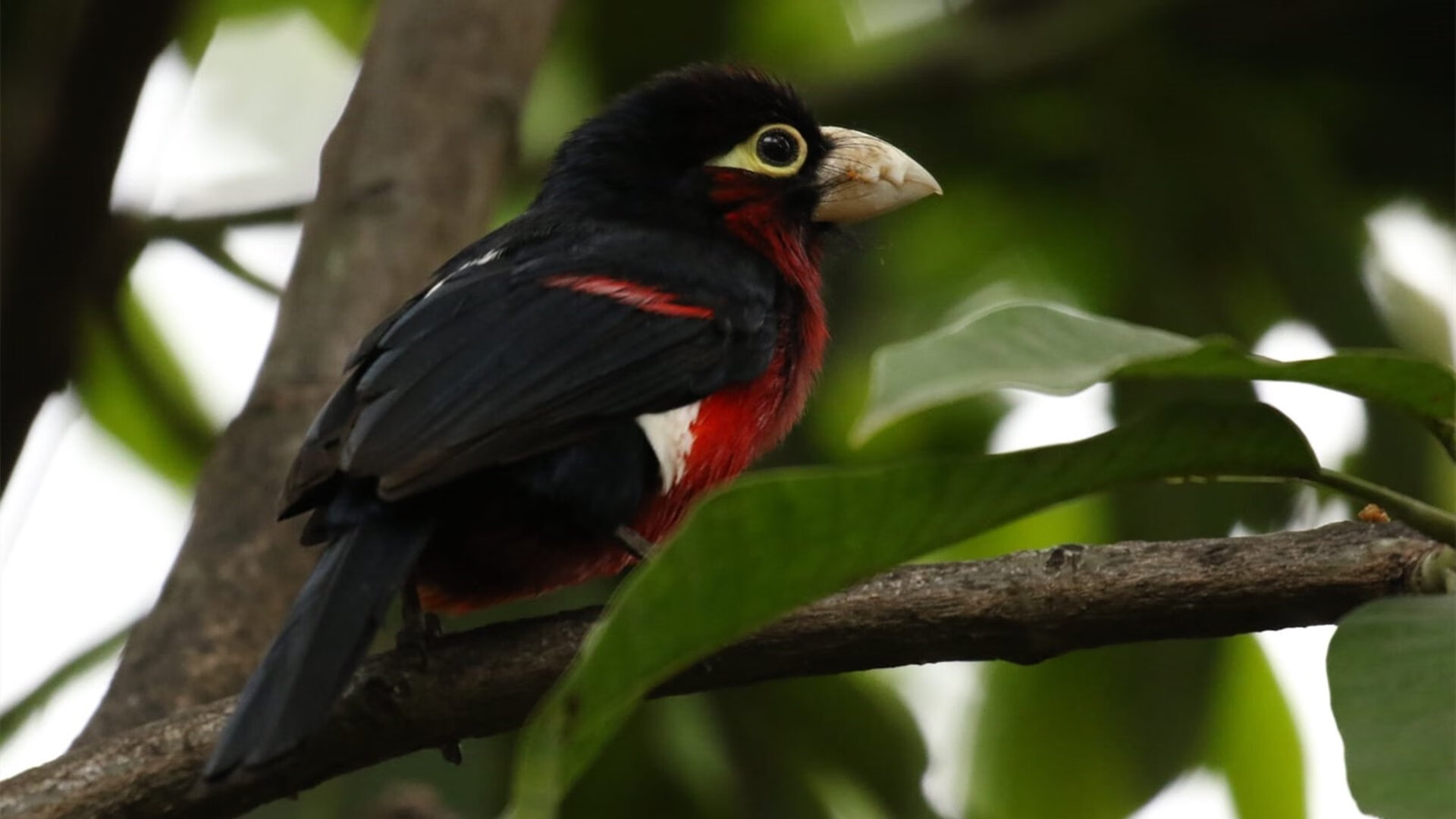 国际摔跤大奖赛中国斩获历史首金,2020国际摔跤