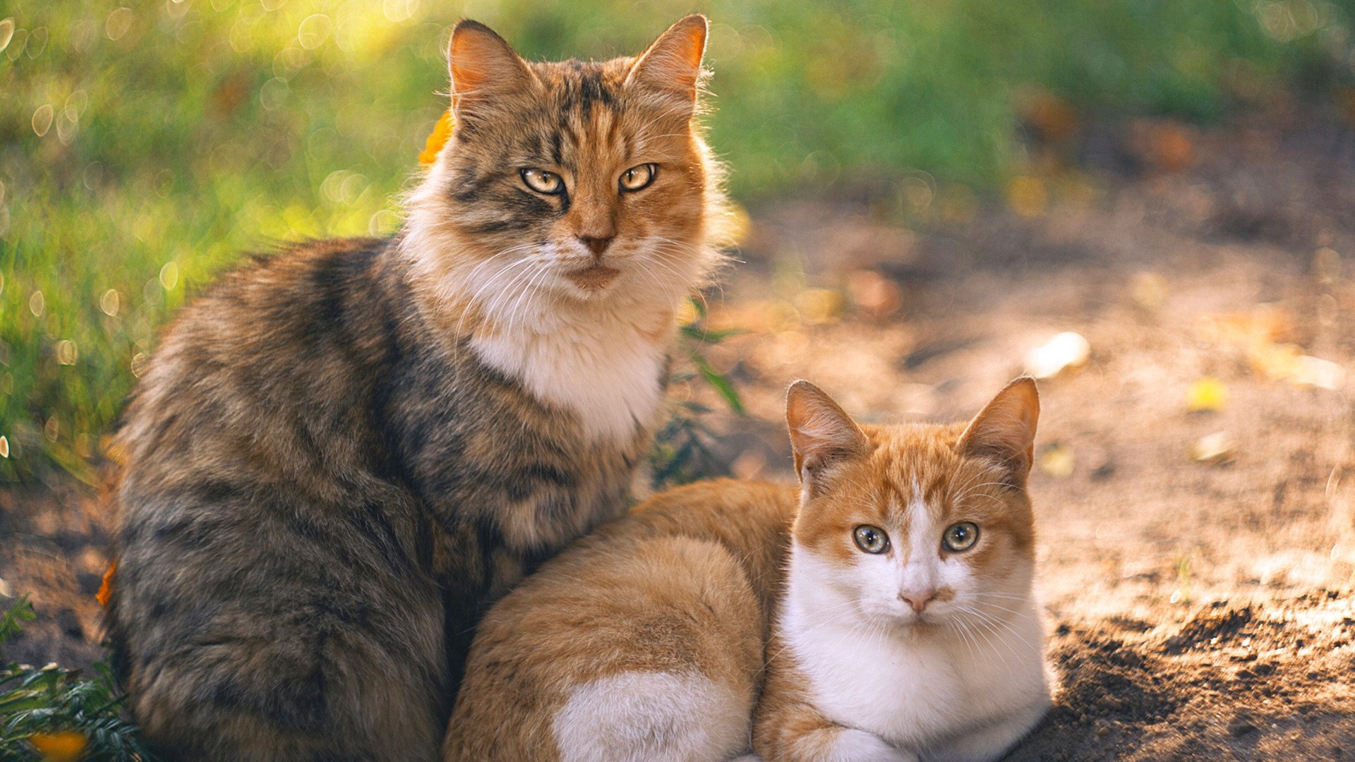 开云APP-绿色电竞：低碳、环保成为下一阶段行业发展新趋势，绿色电能发展现状