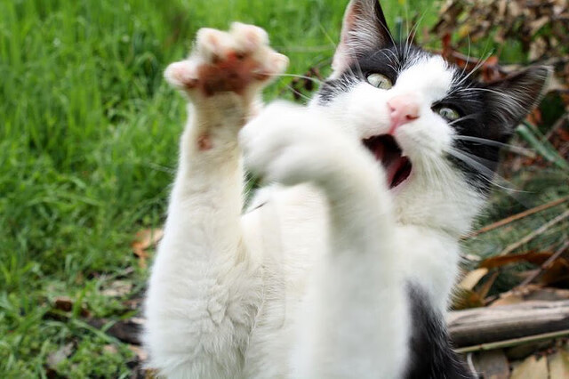 马戏团运动表演融合，演绎空中飞人的精彩，马戏团动作