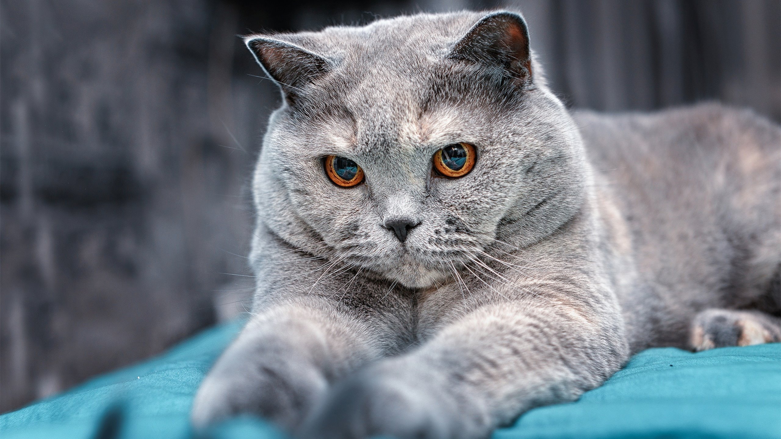 克罗地亚力争胜利，欧洲杯资格将成关键时刻，欧洲杯克罗地亚实力