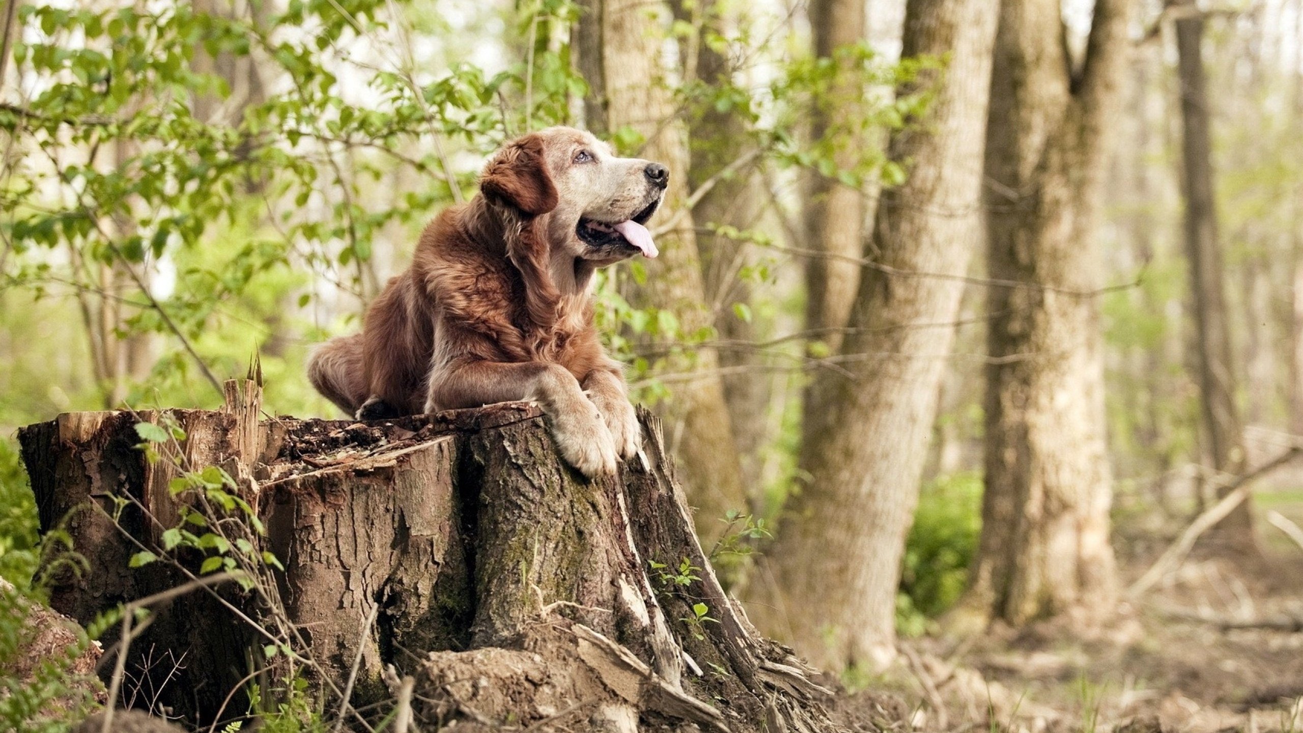 奥格斯堡球员表现出色,以出色发挥赢得比赛,奥格斯堡主帅