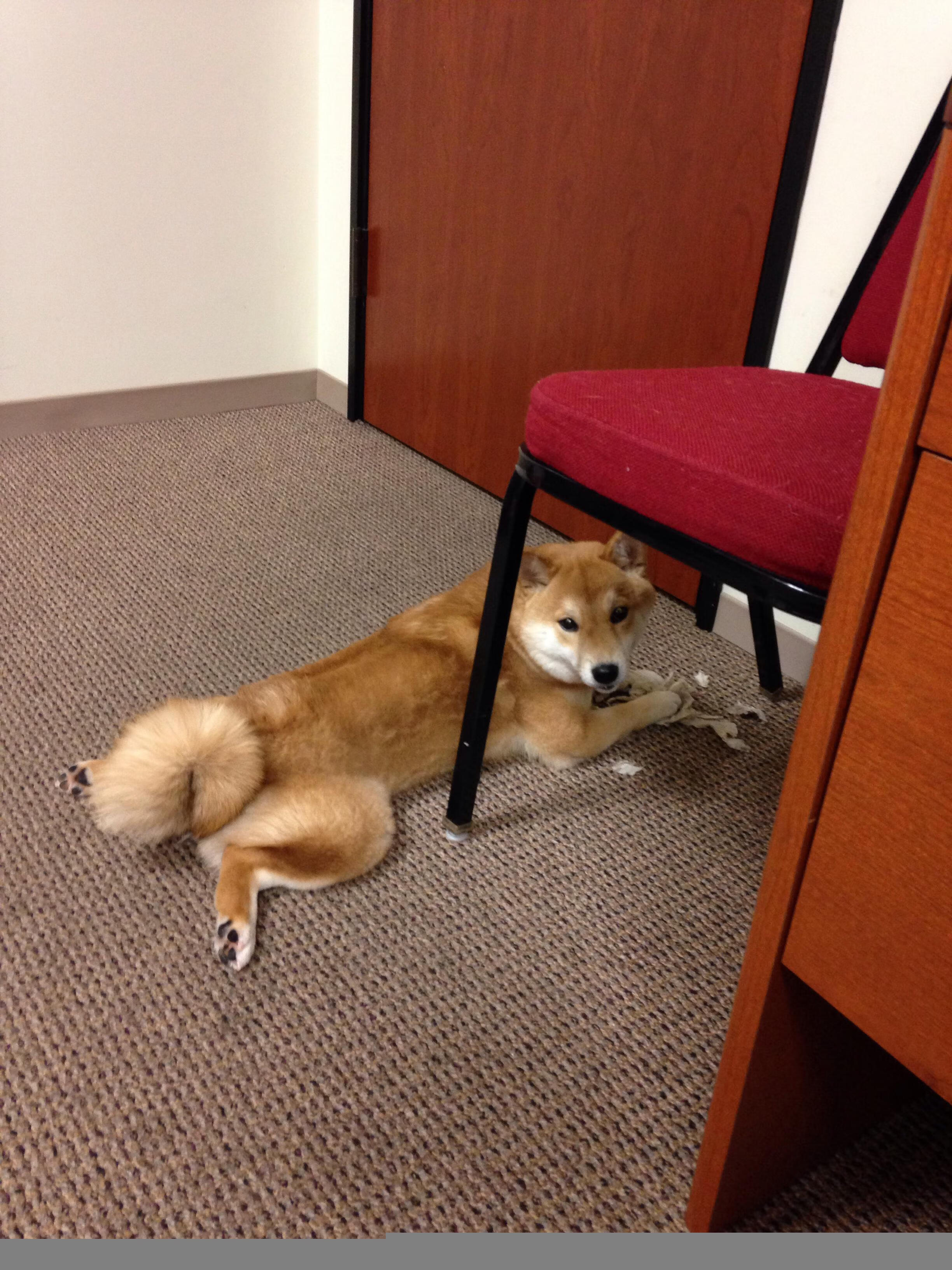 女足世界杯科技助力裁判决策，女足世界杯扩军