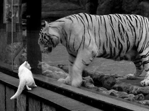 年轻球员上场机会是否与绩效直接挂钩