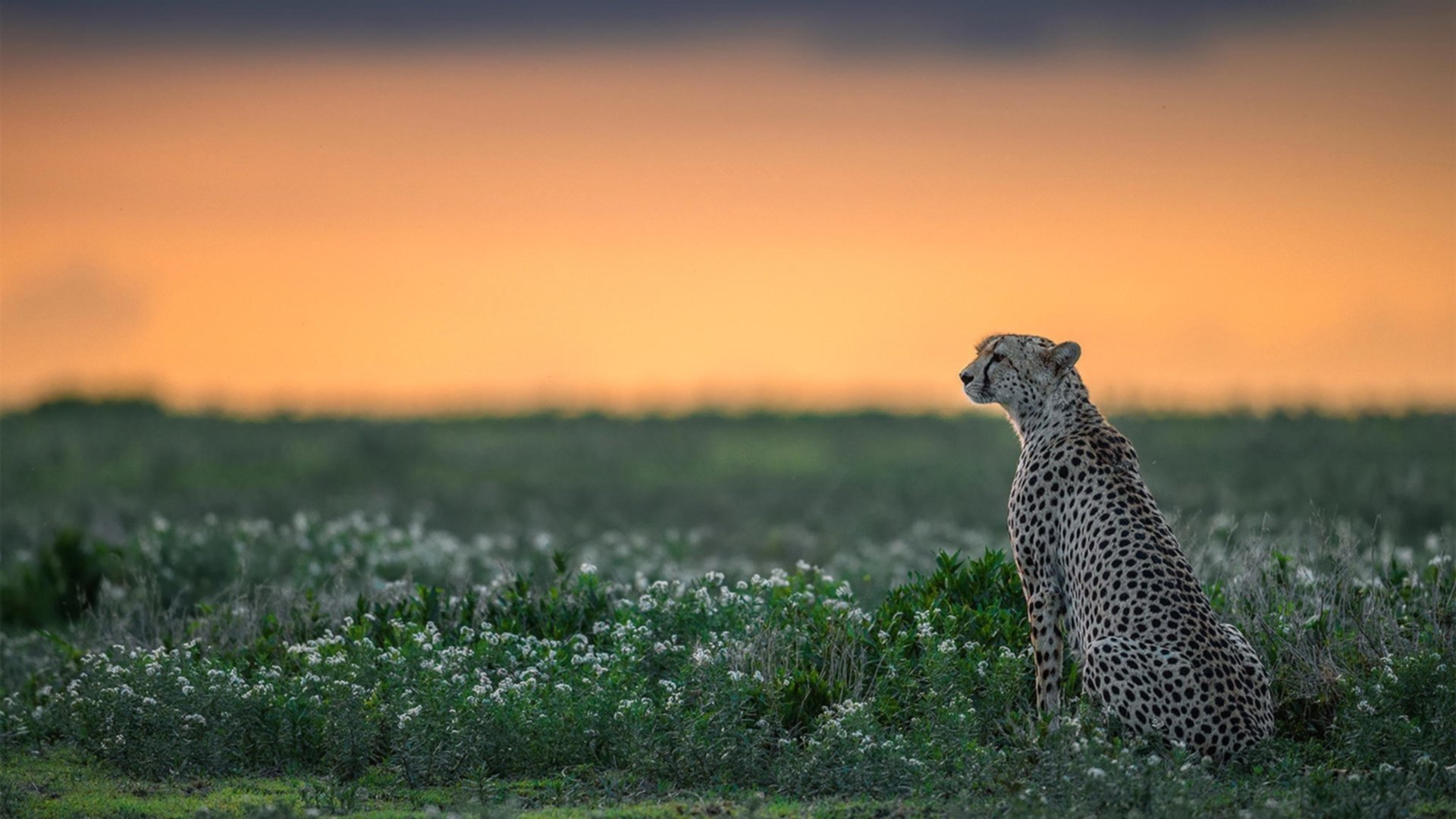 中国足球战术板块组合趋势研究，国足技战术分析