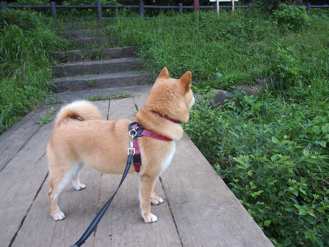 下载开云-中国足球高位逼抢中传球连贯性评分，中国足球高峰