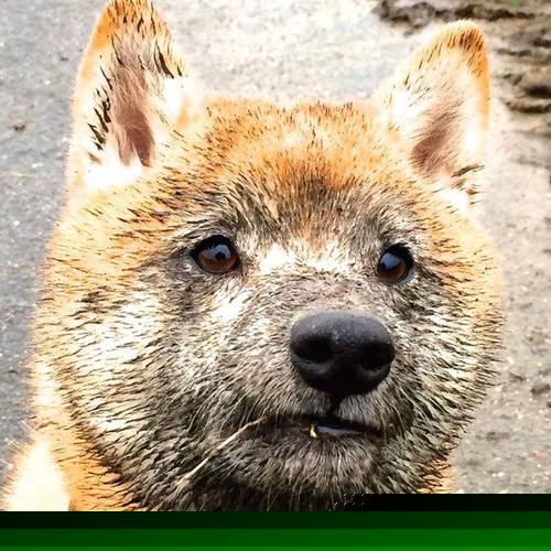 俱乐部“梦之队”:本季组建的最佳阵容盘点