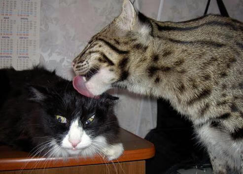 校园体育赛事数字档案管理系统建设方案,学校体育赛事体系